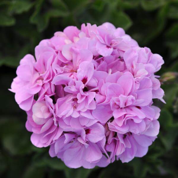 Geranium Seeds - Purple Univalve 