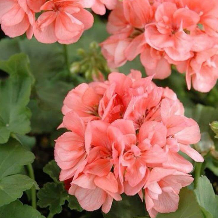 Geranium Seeds - Salmon Pelargonium Peltatum