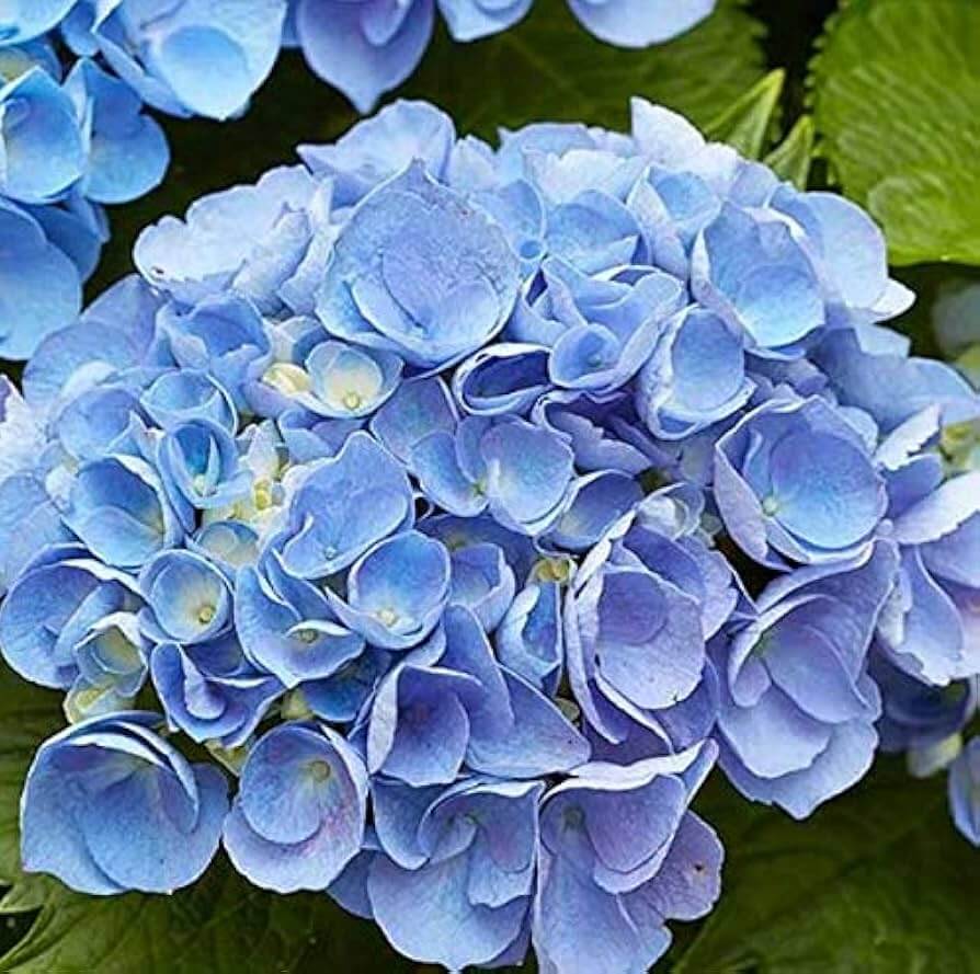 Geranium Seeds - Sky Blue Univalve