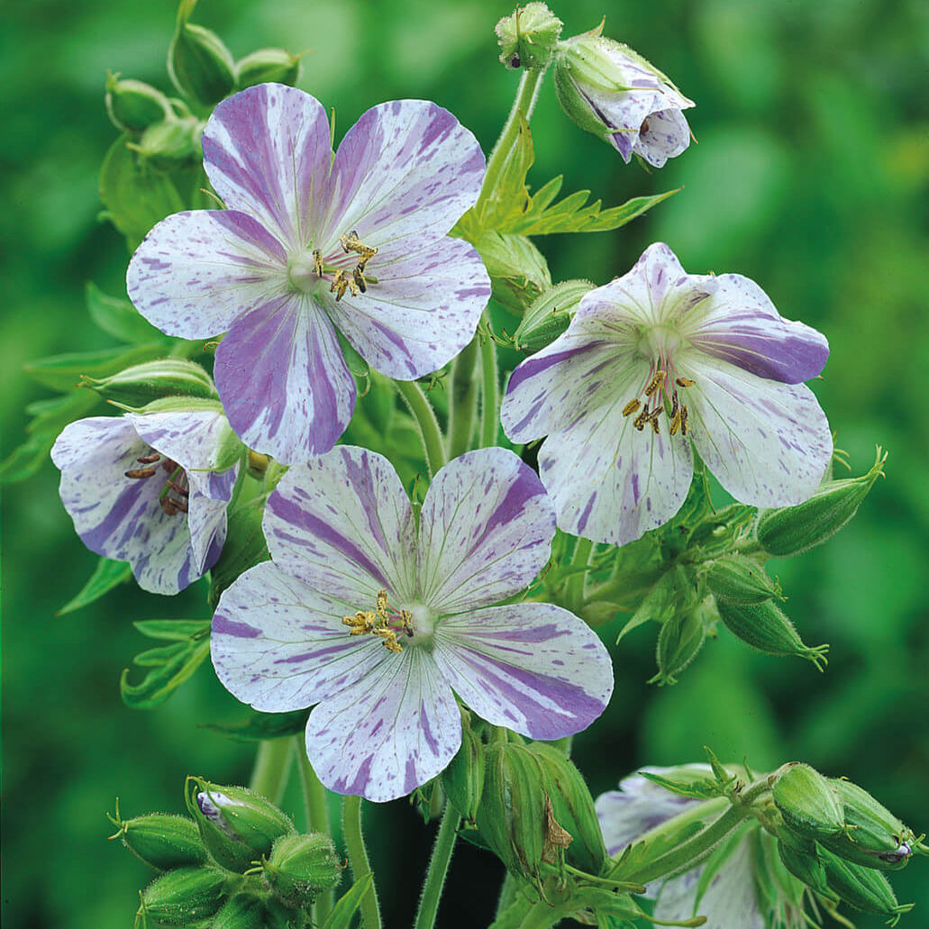 Geranium Seeds - Splish Splash