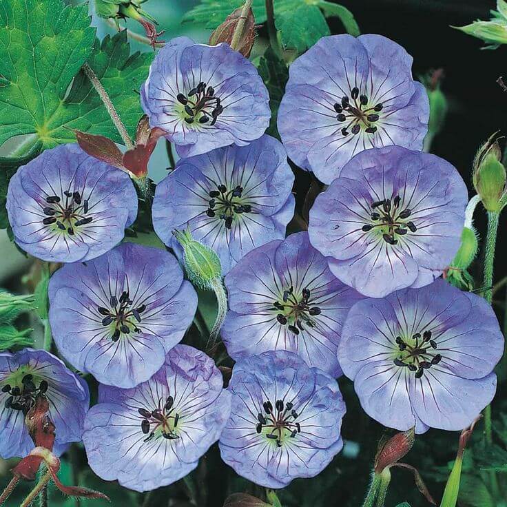 Geranium Seeds - Blue Flores