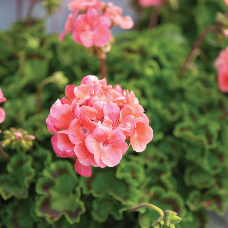 Geranium Seeds - Maverick Salmon