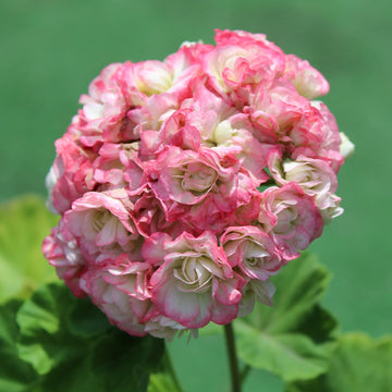 Geranium Seeds – Apple
