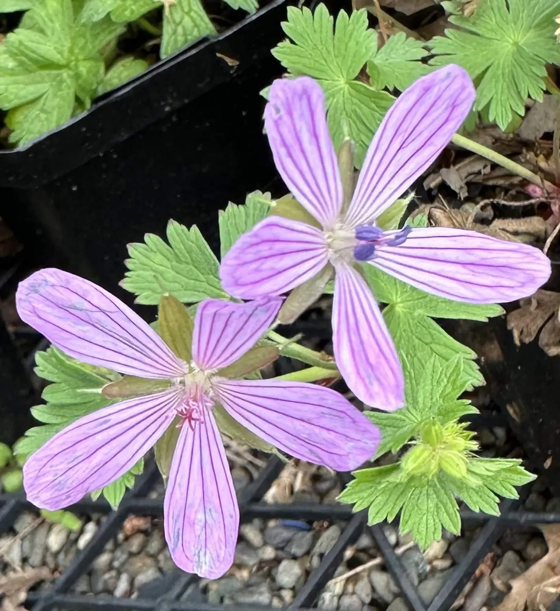 Geranium Seeds – Asphodeloides