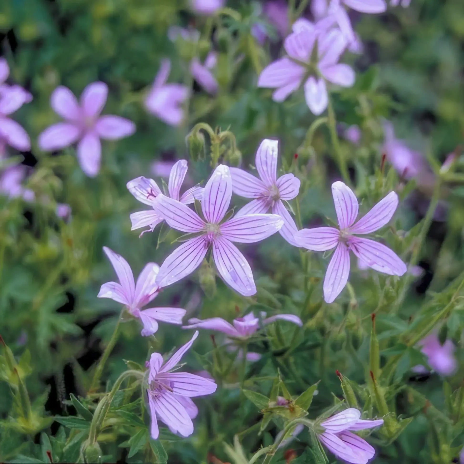 Geranium Seeds – Asphodeloides