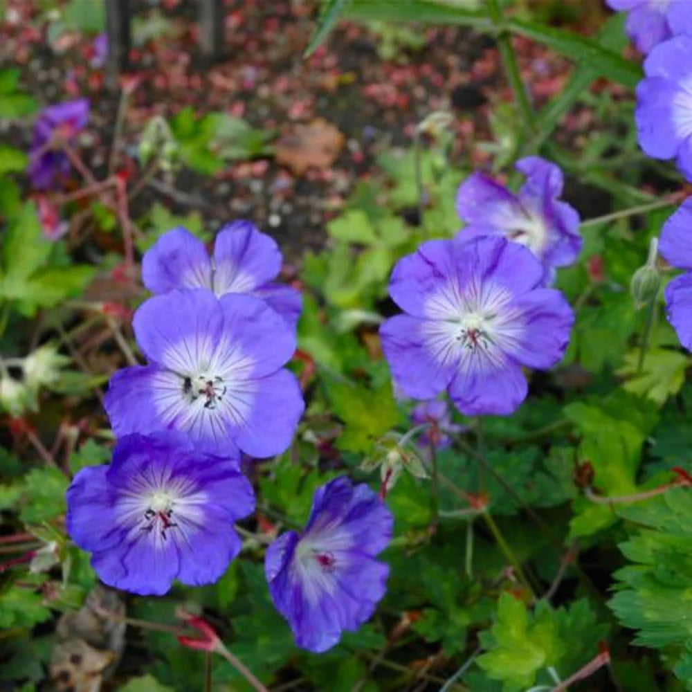 Geranium Seeds – Blue
