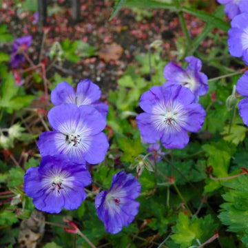 Geranium Seeds – Blue
