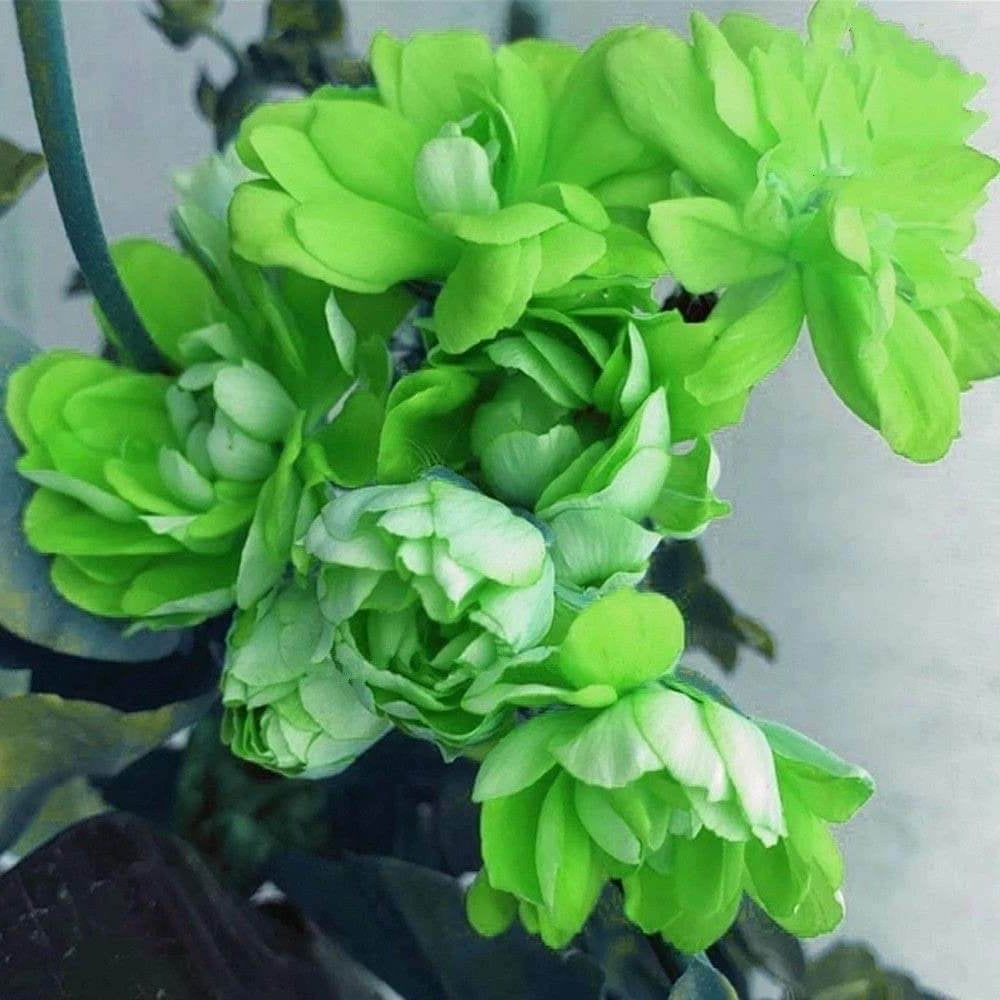 Geranium Seeds – Green