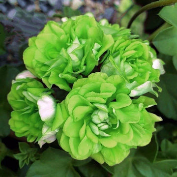 Geranium Seeds – Green