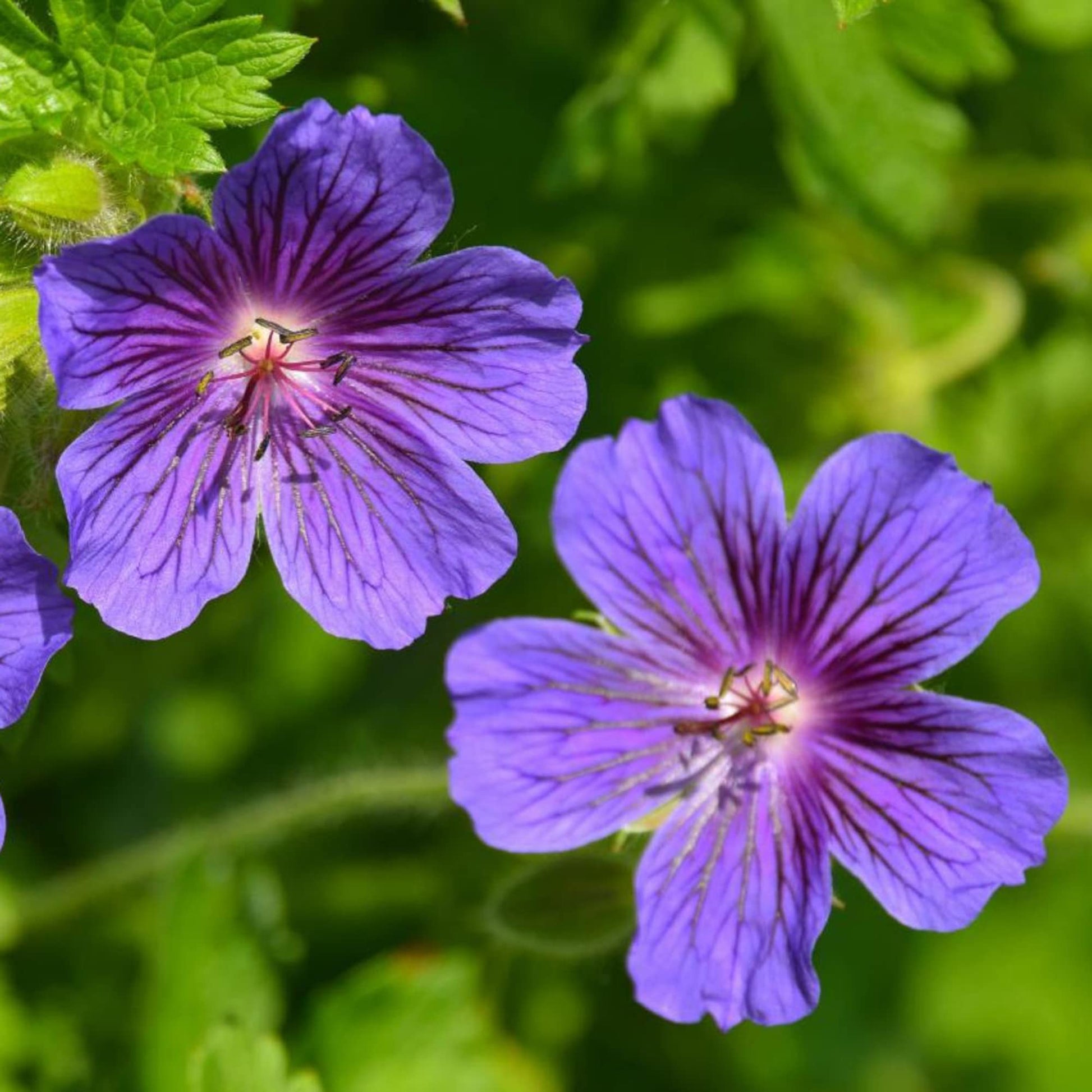 Geranium Seeds – Hardy Cranesbill
