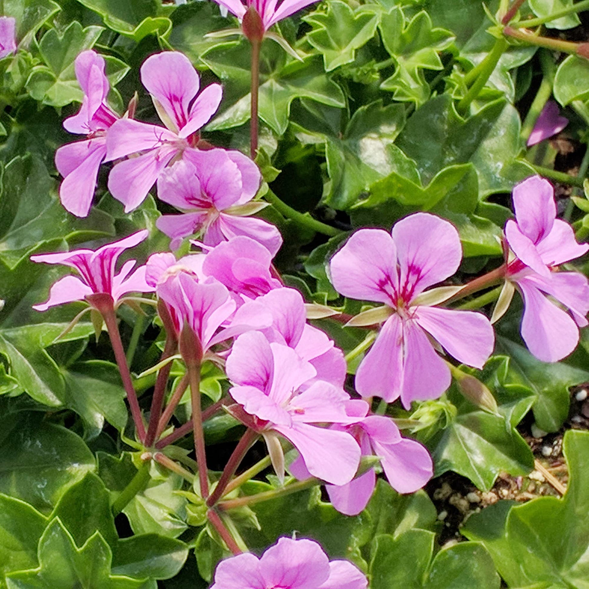 Geranium Seeds – Ivy
