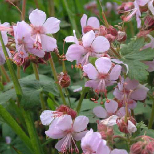 Geranium Seeds – Macrorrhizum
