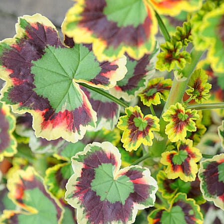 Geranium Seeds – Mixed Variegated
