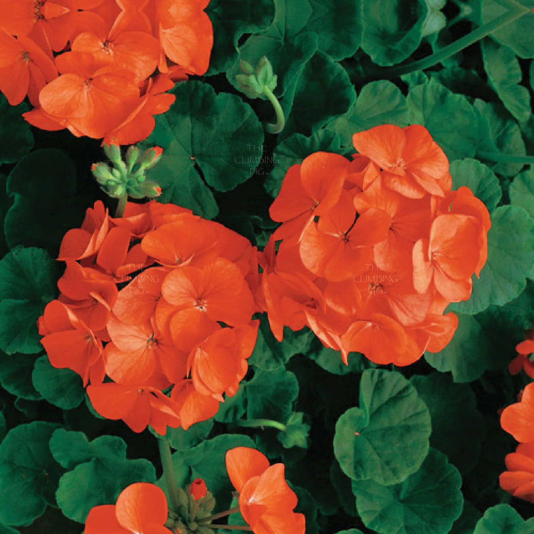 Geranium Seeds – Orange
