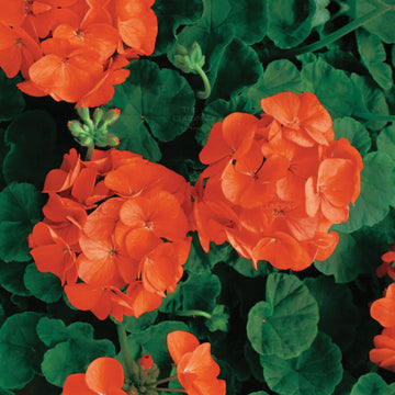 Geranium Seeds – Orange
