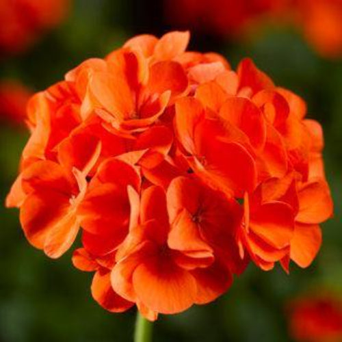 Geranium Seeds – Orange

