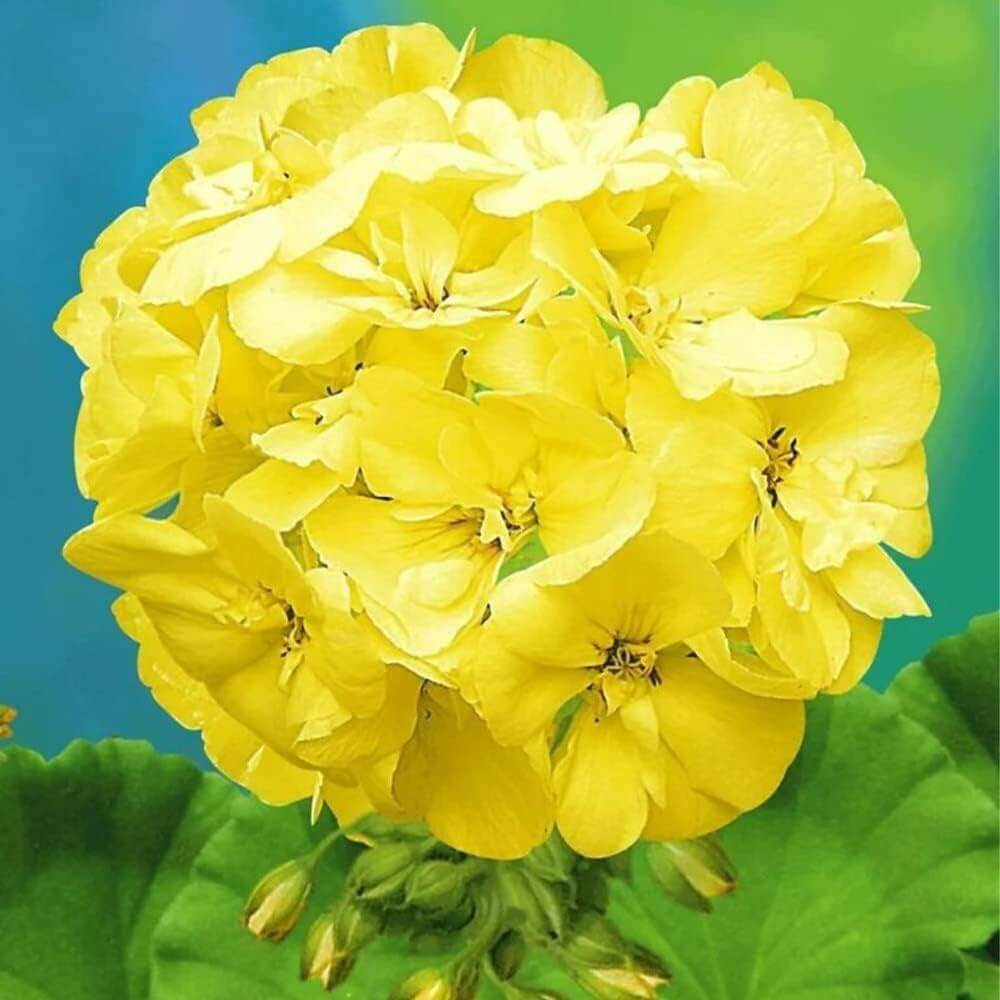 Geranium Seeds – Premium Yellow Japanese Rosebud Pelargonium
