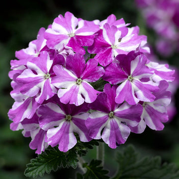 Geranium Seeds – Purple & White
