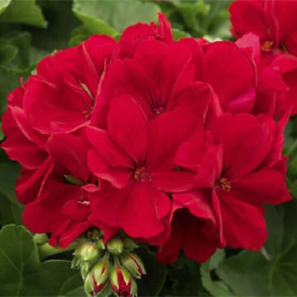 Geranium Seeds – Red
