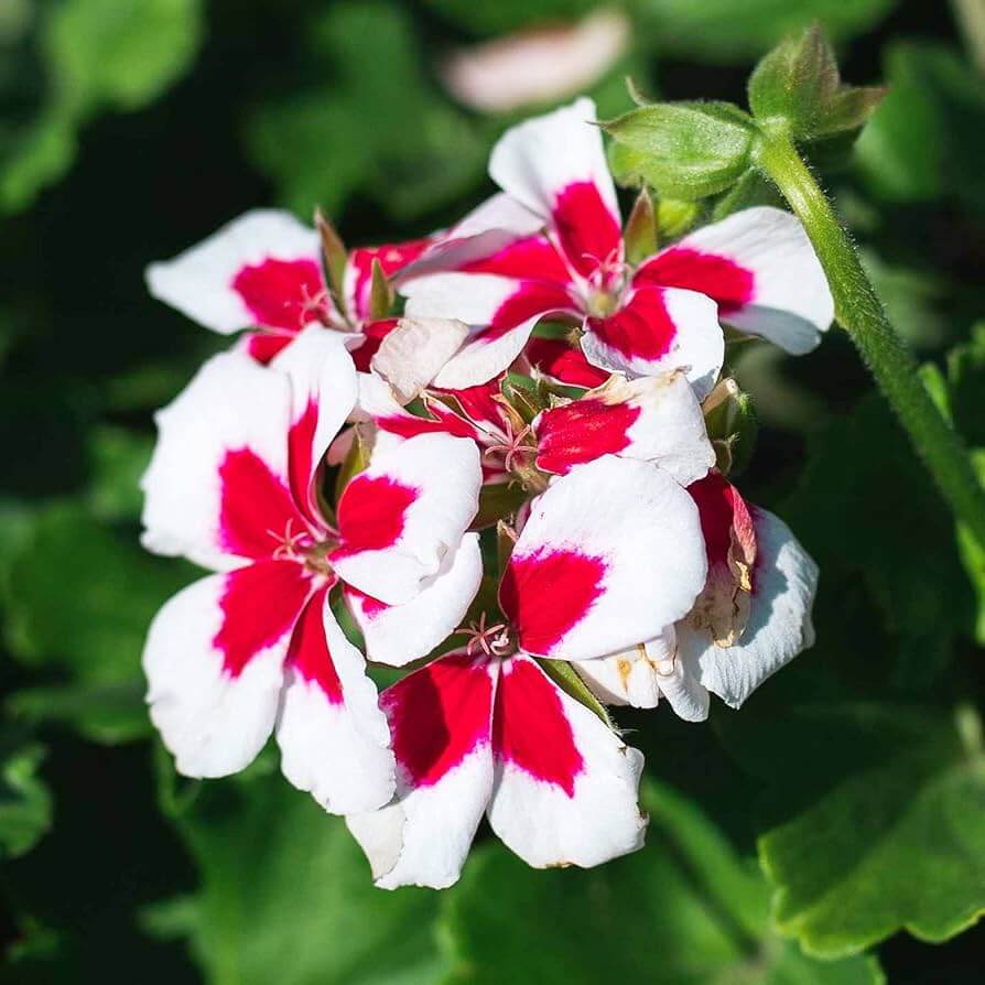 Geranium Seeds – Red & White
