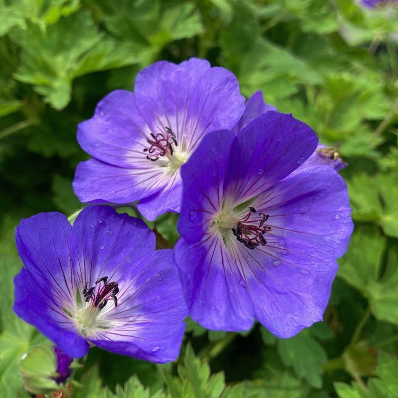 Geranium Seeds – Rozanne , Perennial, Bee & Butterfly Attractant
