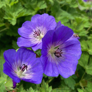 Geranium Seeds – Rozanne , Perennial, Bee & Butterfly Attractant

