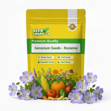Geranium Seeds – Rozanne