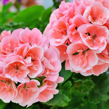 Geranium Seeds – Salmon Queen
