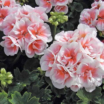 Geranium Seeds – Salmon & White
