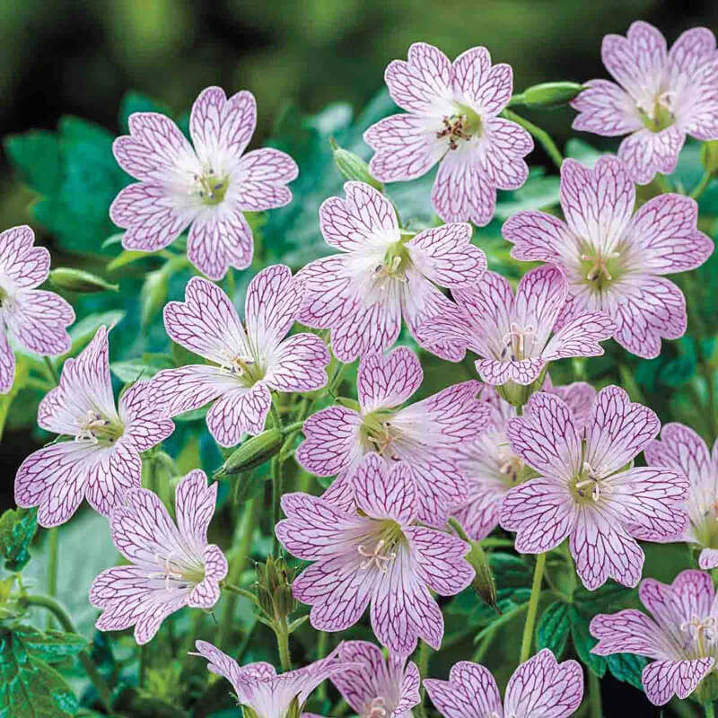 Geranium Seeds – Versicolor
