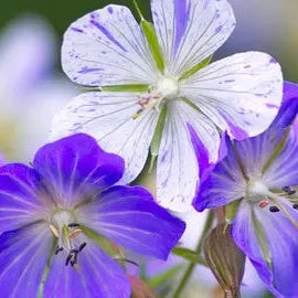 Geranium Seeds – Violet & White
