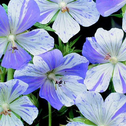 Geranium Seeds – Violet & White