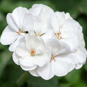 Geranium Seeds – White
