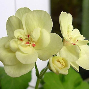 Geranium Seeds – Wildflower Mix