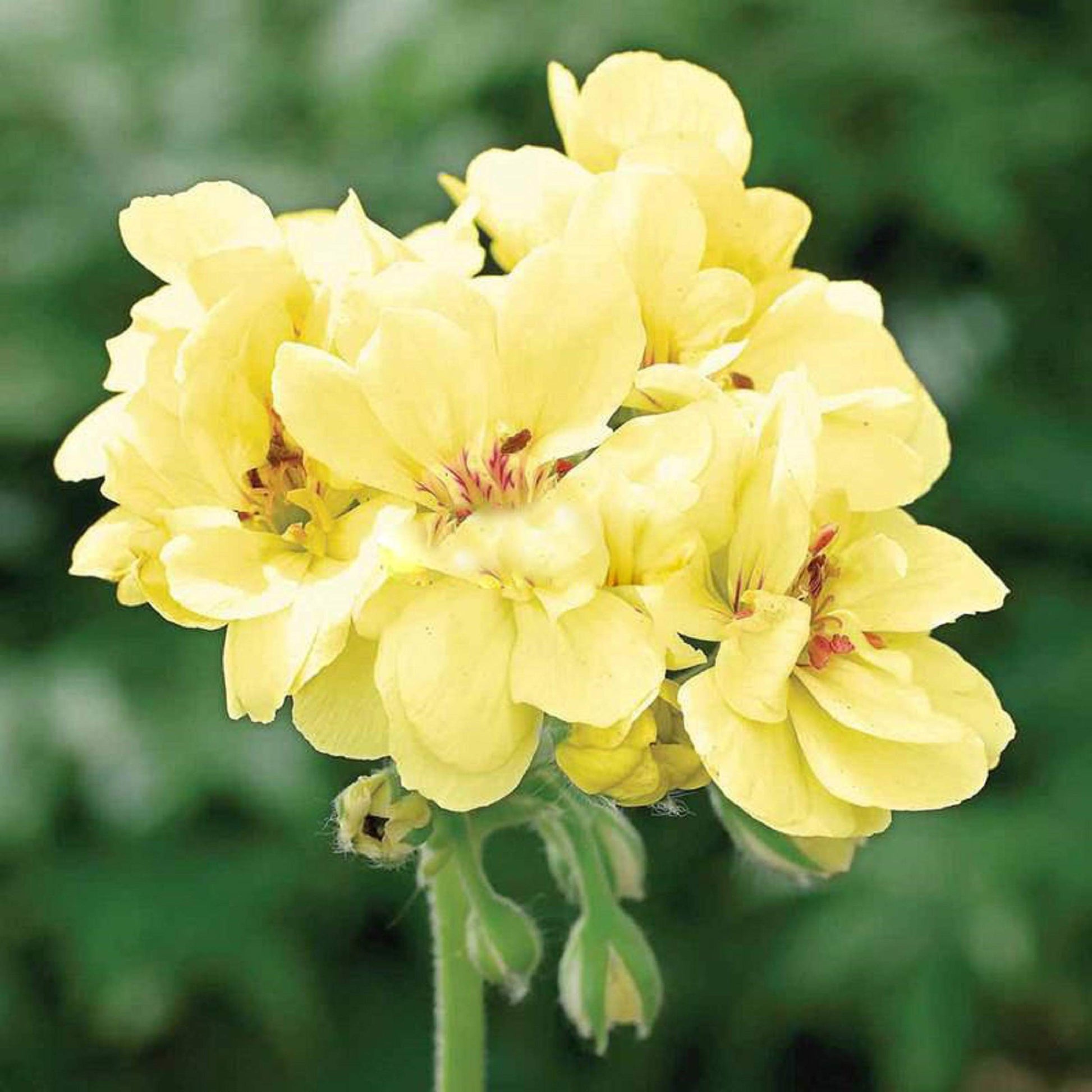 Geranium Seeds – Yellow
