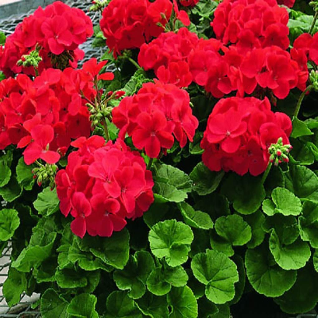 Geranium Seeds – Zonal
