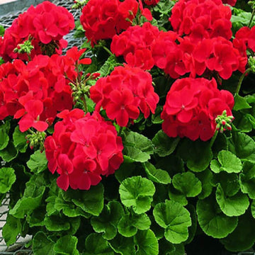 Geranium Seeds – Zonal
