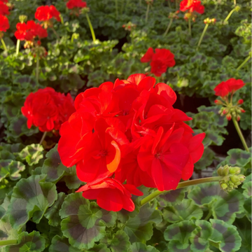 Geranium Seeds – Zonal
