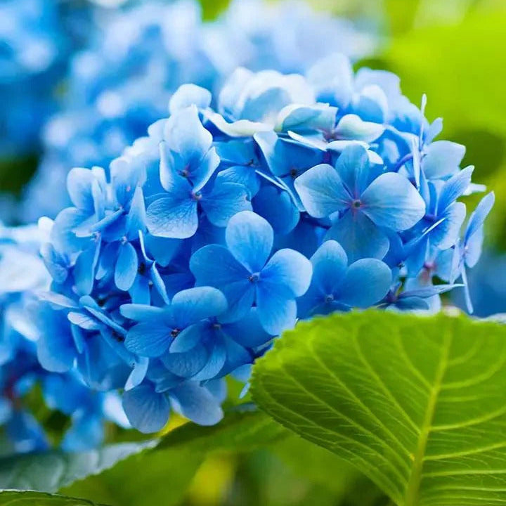 Geranium Seeds – Sky Blue Green
