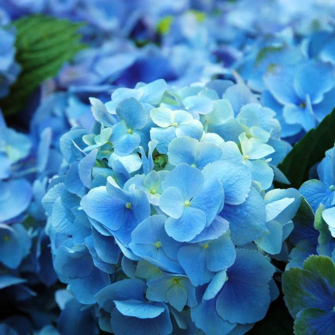 Geranium Seeds – Sky Blue Green
