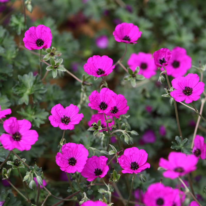 Geranium Seeds – Subcaulescens
