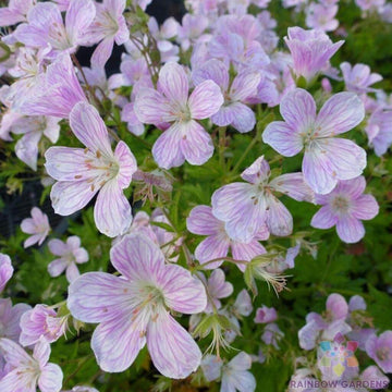 Geranium Seeds – Versicolor
