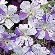 Geranium Seeds – Violet & White