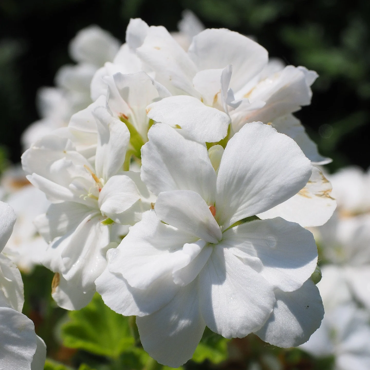 Geranium Seeds – White

