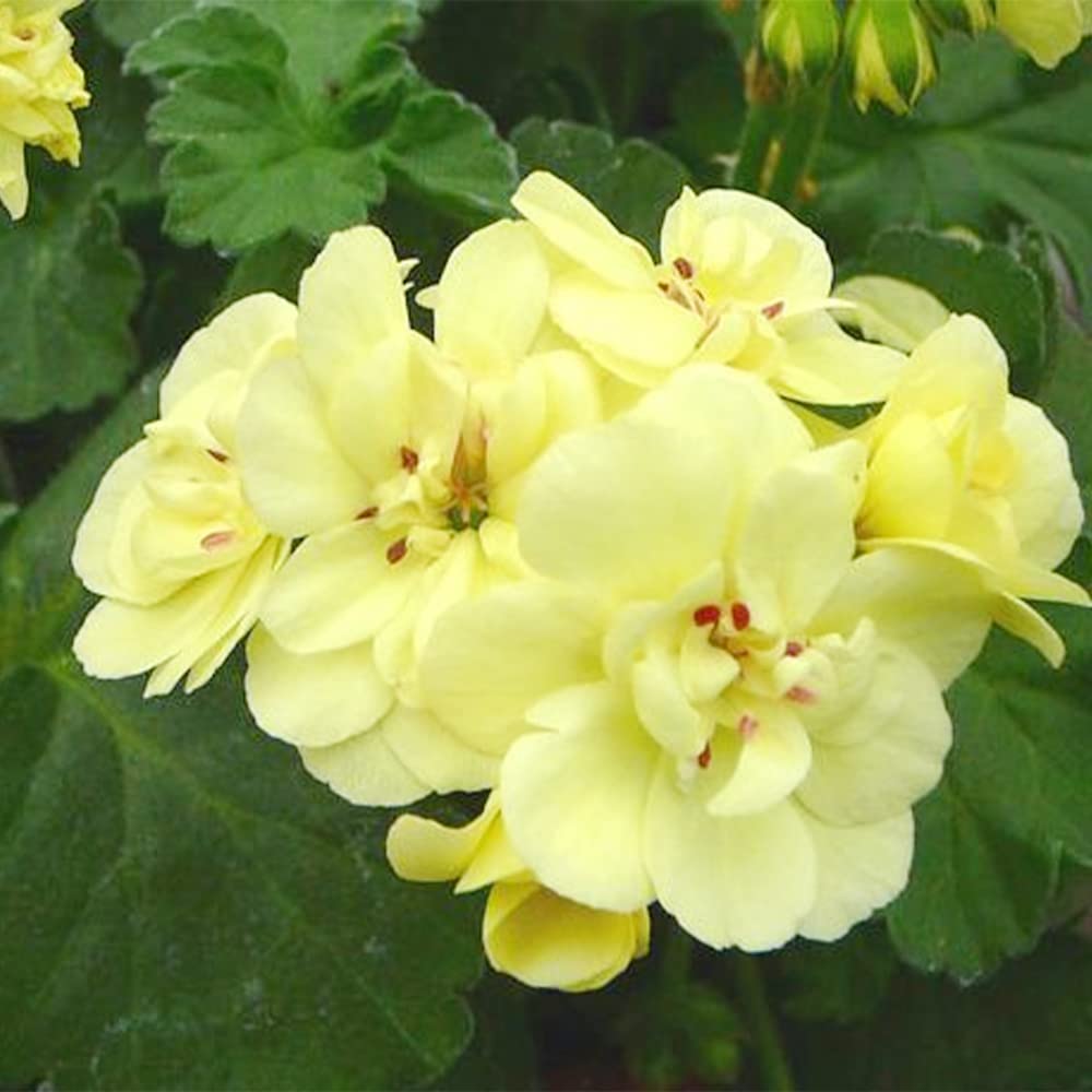 Geranium Seeds – Yellow
