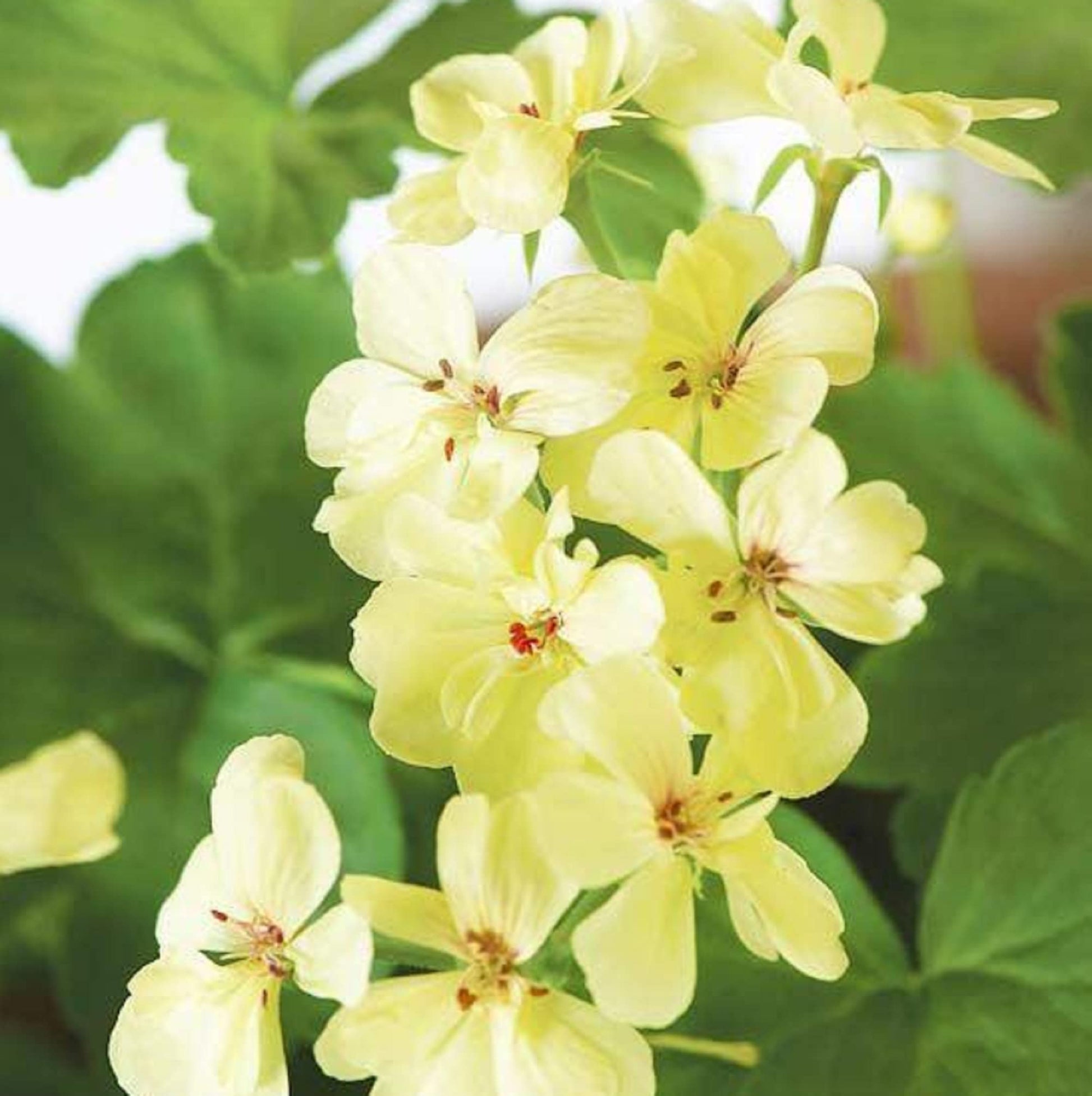 Geranium Seeds – Yellow
