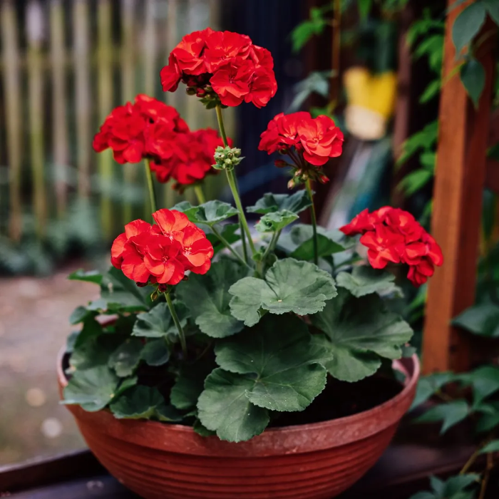 Geranium Seeds – Zonal
