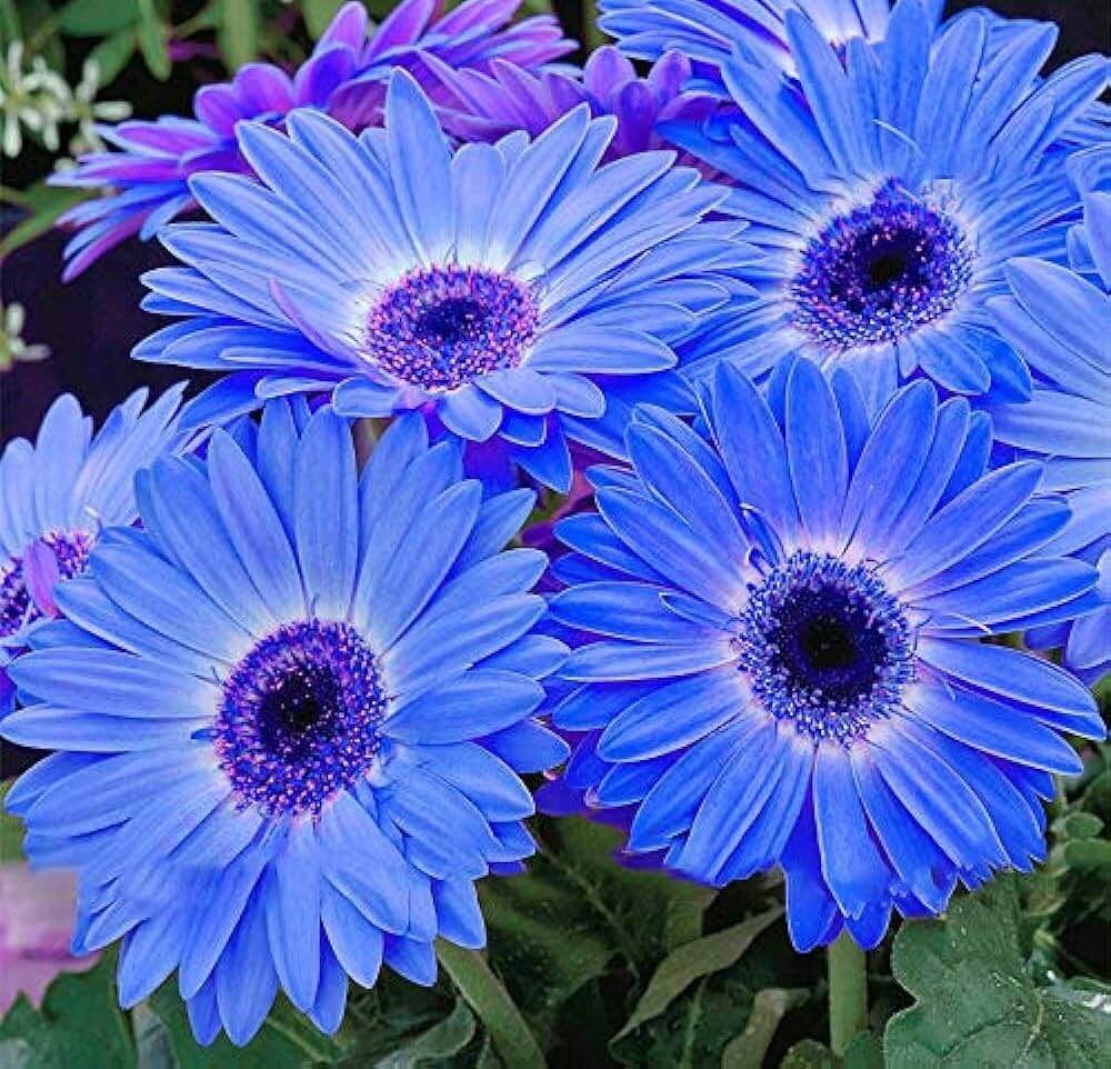 Gerbera Daisy Seeds – Blue