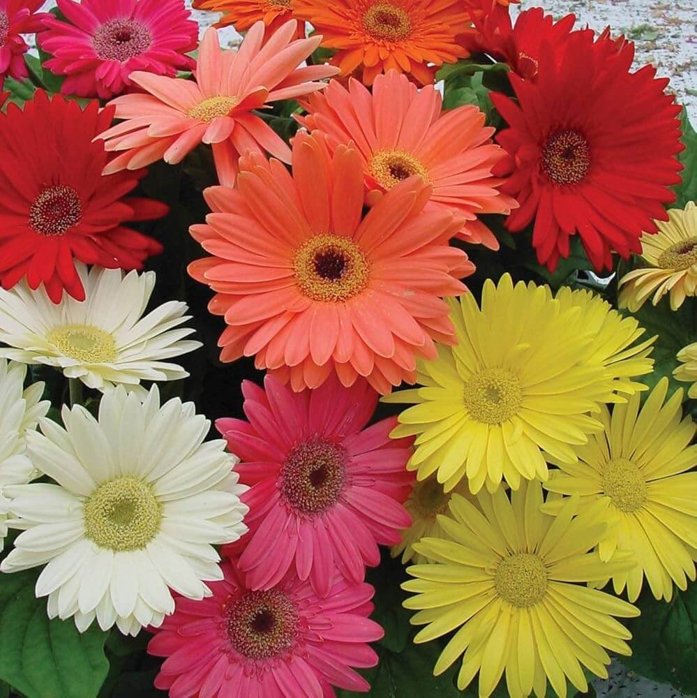 Gerbera Daisy Seeds – Mixed
