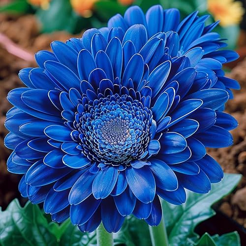 Gerbera Daisy Seeds – Blue